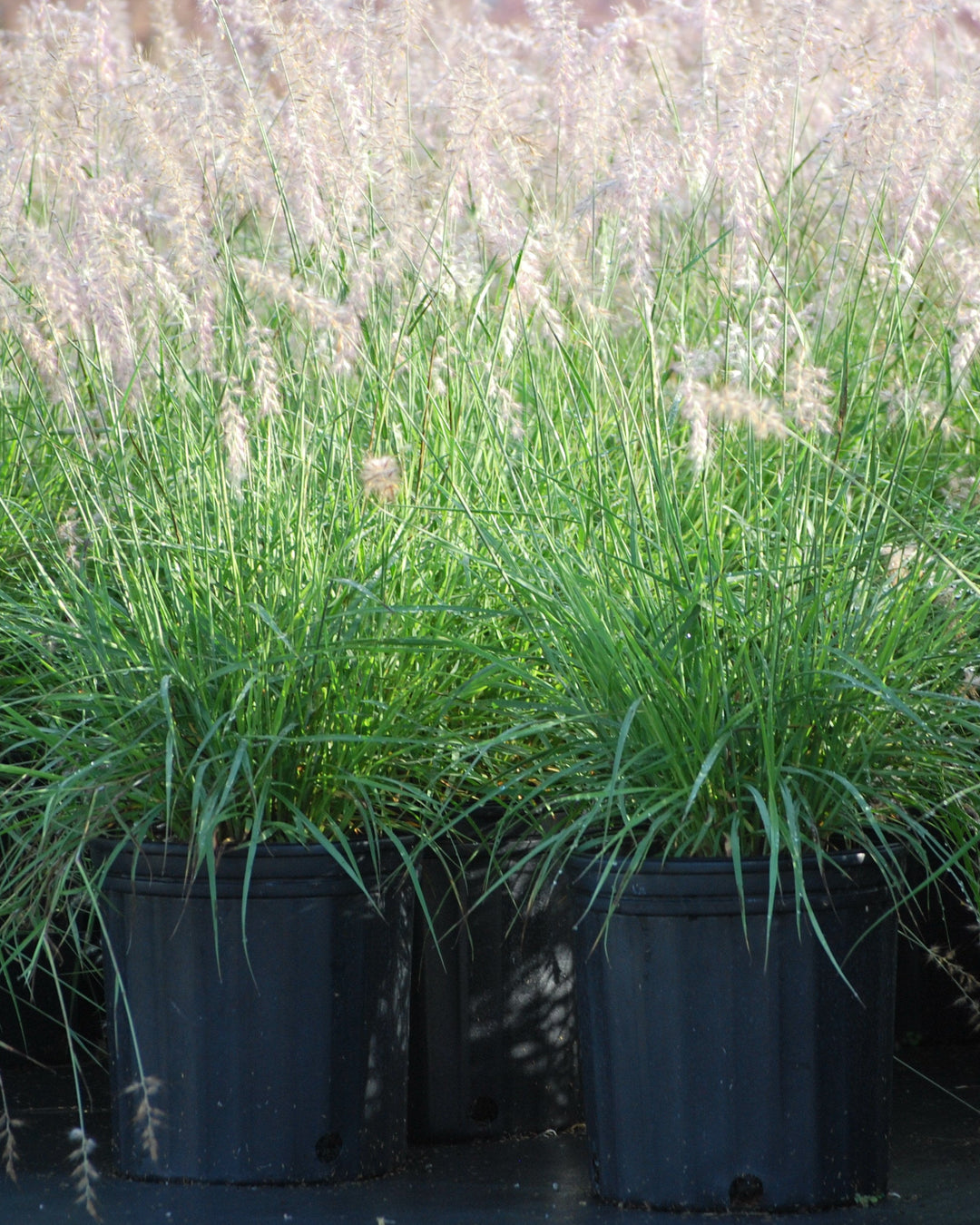 Pennisetum orientale (Oriental Fountain Grass)
