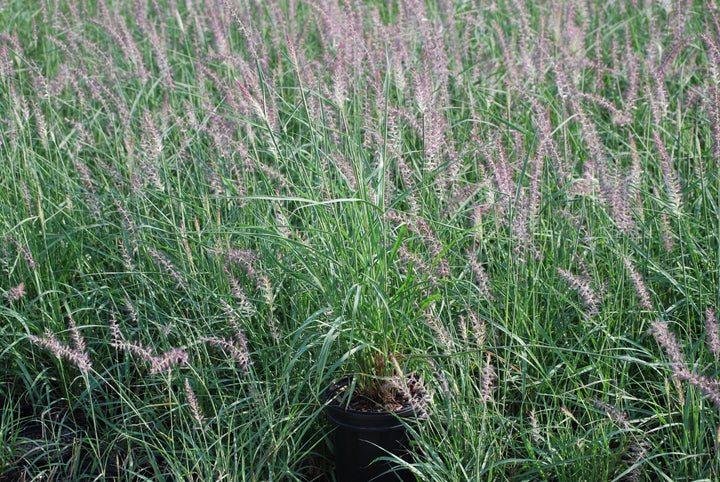Pennisetum orientale 'Karley Rose' (Oriental Pink Fountain Grass)