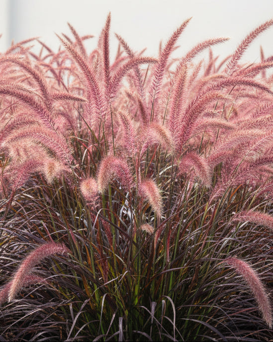 Pennisetum setaceum 'Rubrum' (Purple-Leaved Fountain Grass)