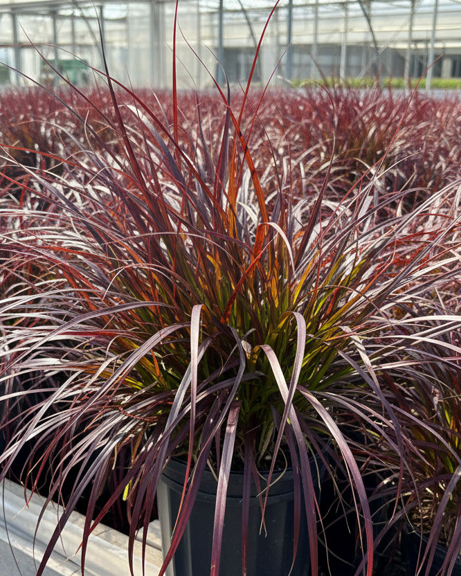 Pennisetum setaceum 'Rubrum' (Purple-Leaved Fountain Grass)