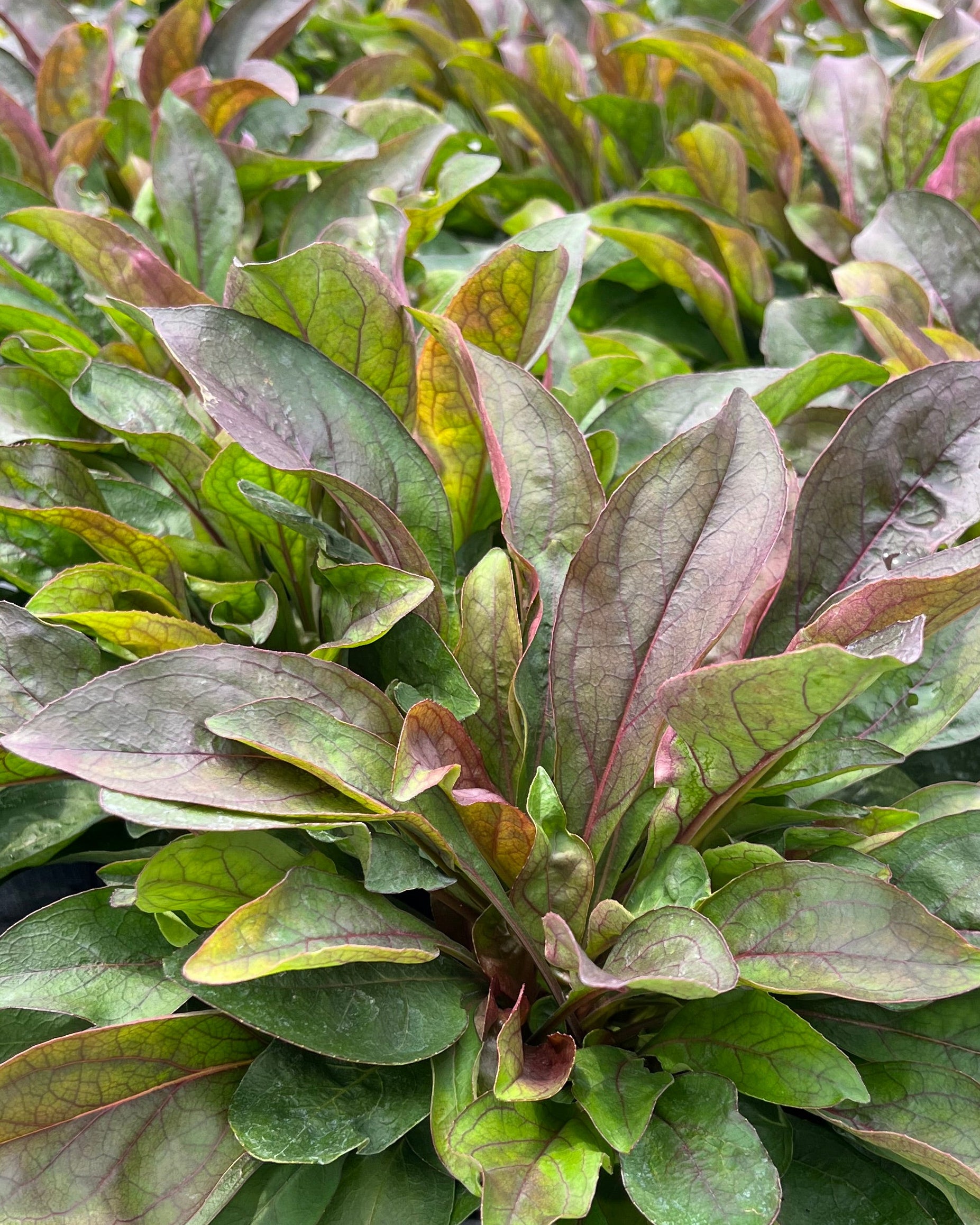 Penstemon x digitalis 'Dark Towers' (Beardtongue) – Perennial Farm