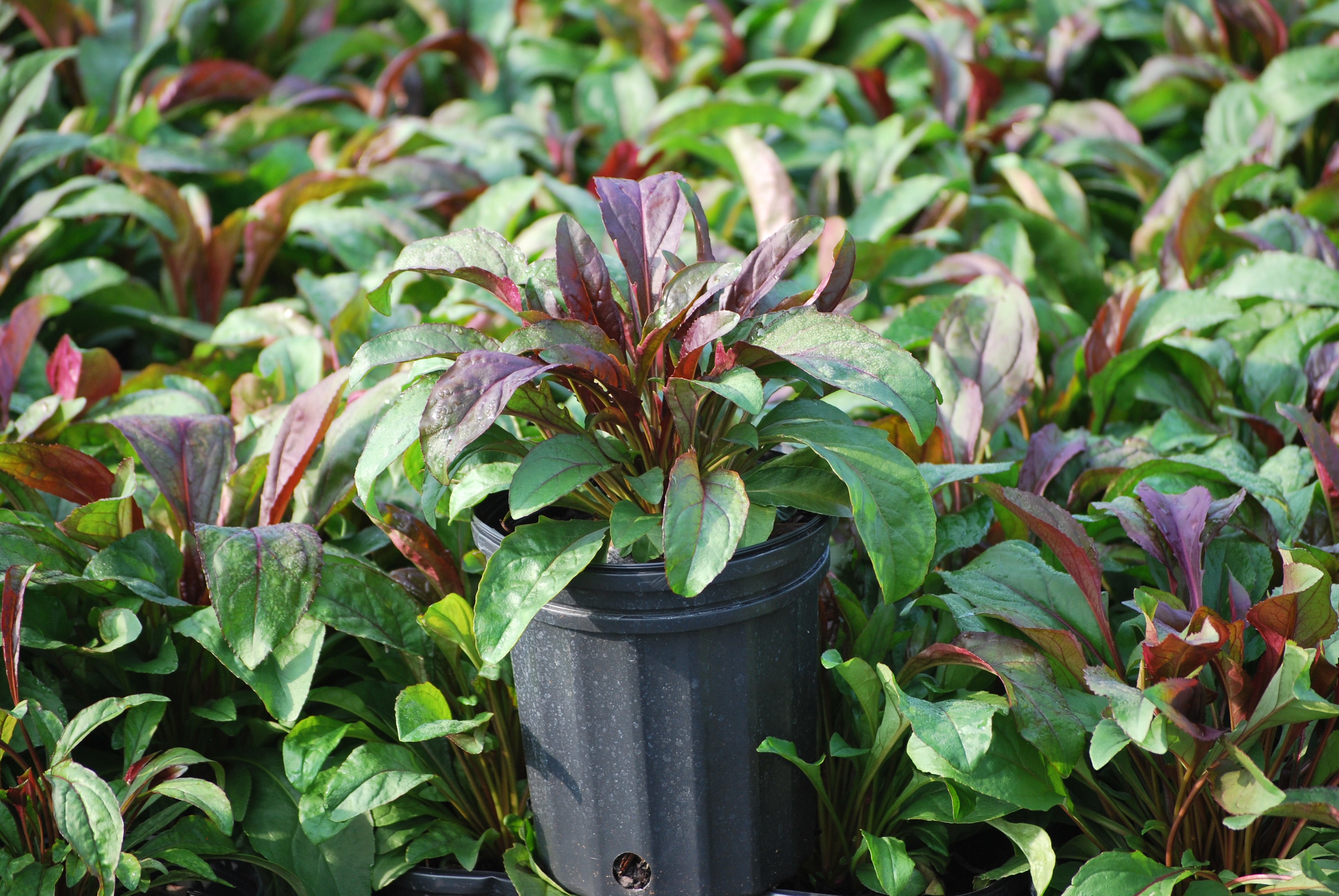 Penstemon x digitalis 'Dark Towers' (Beardtongue) – Perennial Farm