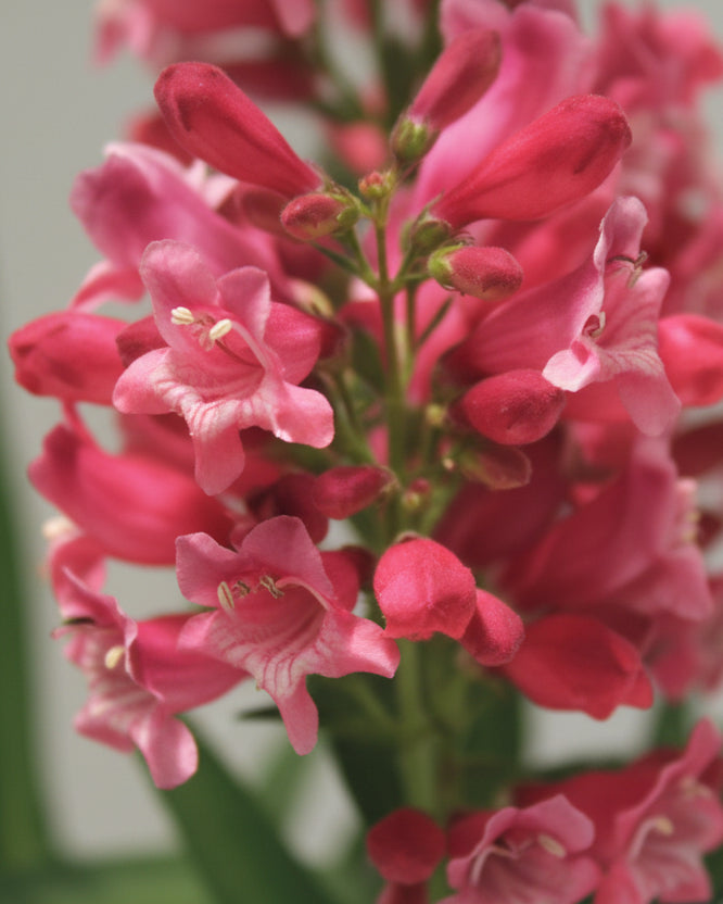 Beard Tongue - Rock Candy Pink Improved