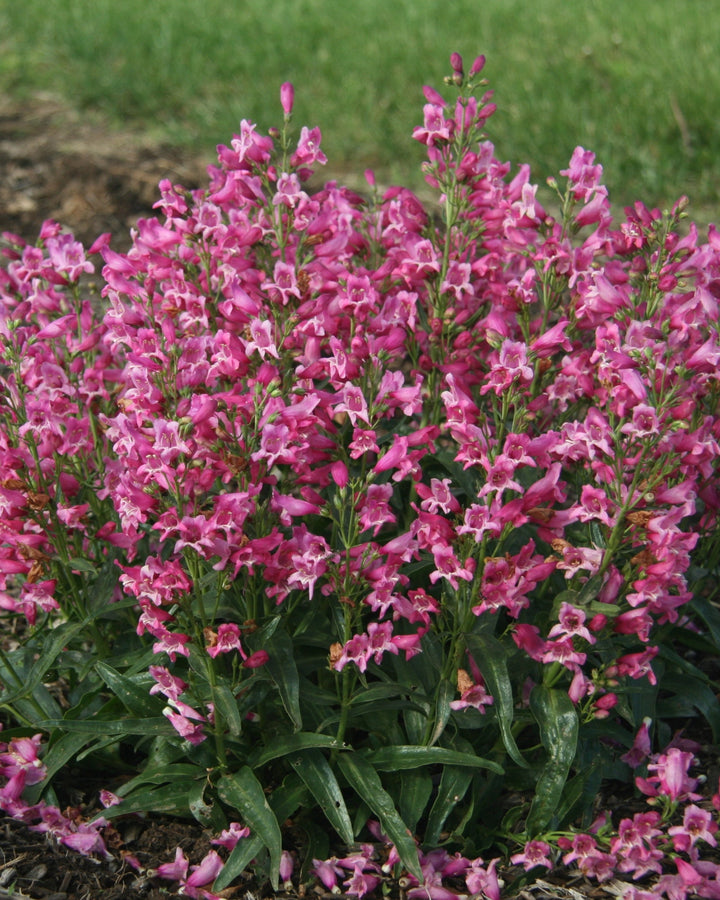 Penstemon b. Rock Candy® Pink Improved (Beardtongue)