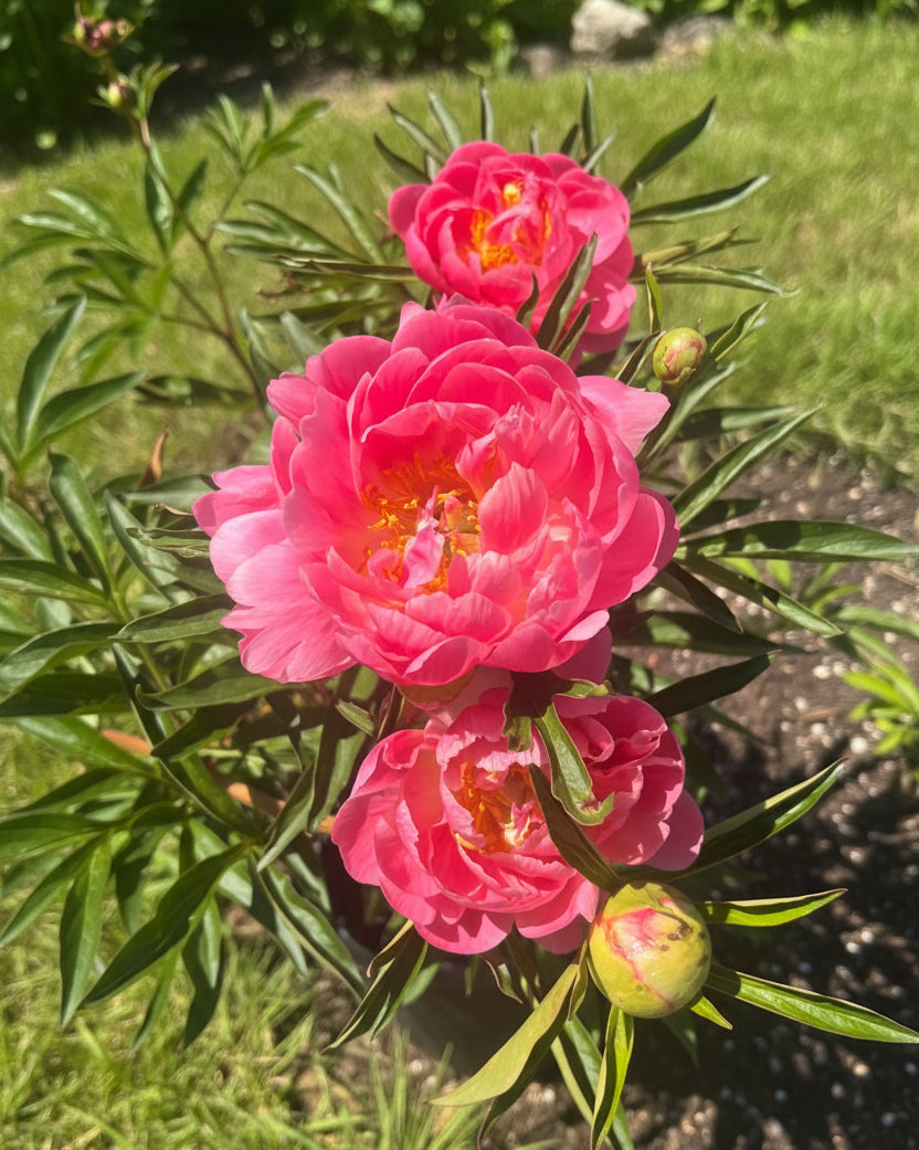 Paeonia l. 'Coral Charm' (Garden Peony)