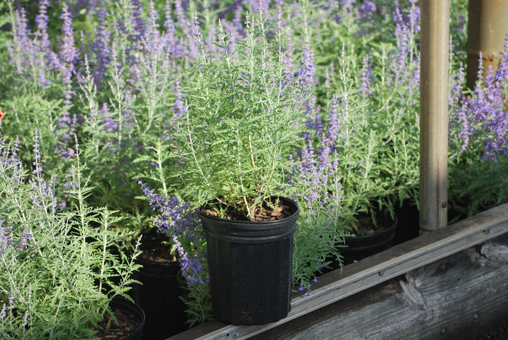 Perovskia atriplicifolia 'Blue Jean Baby' (Russian Sage)
