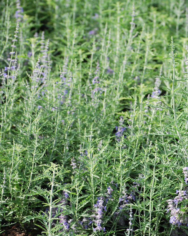 Perovskia atriplicifolia 'Blue Jean Baby' (Russian Sage)