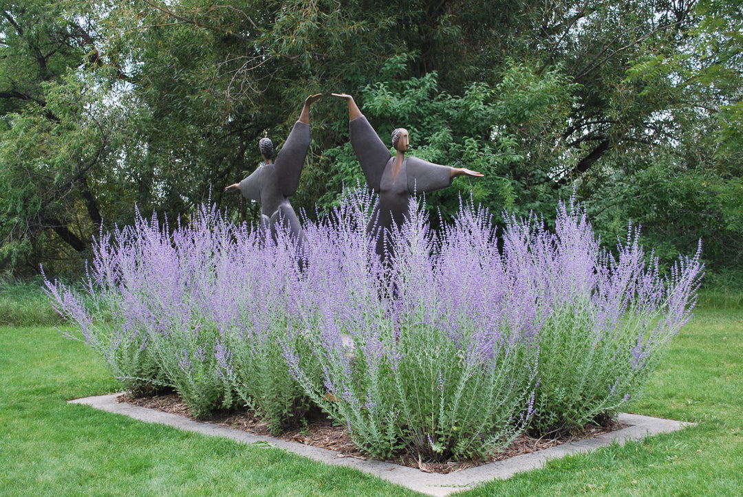 Perovskia atriplicifolia (Russian Sage)