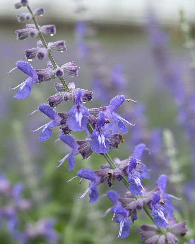 Perovskia a. 'Crazy Blue' (Russian Sage)
