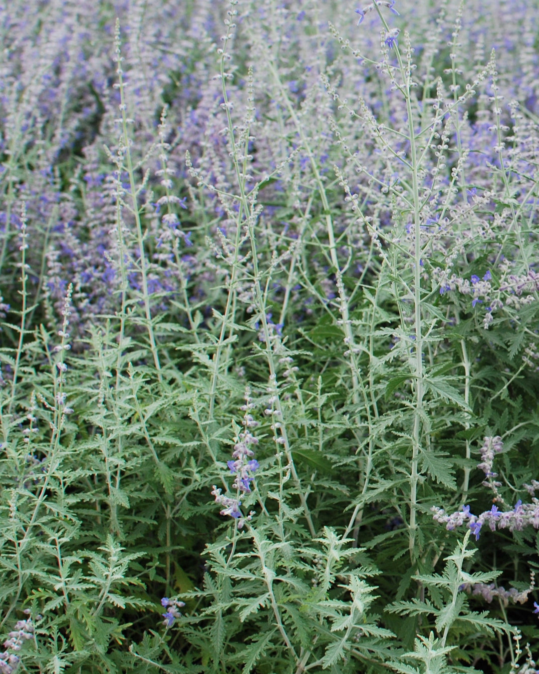 Perovskia atriplicifolia (Russian Sage)
