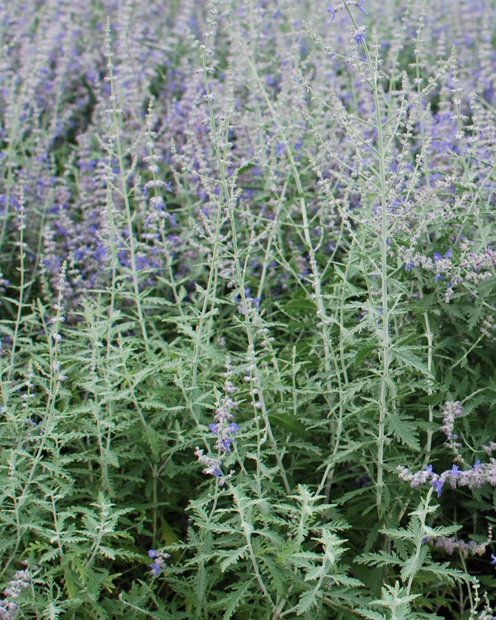 Perovskia atriplicifolia (Russian Sage)