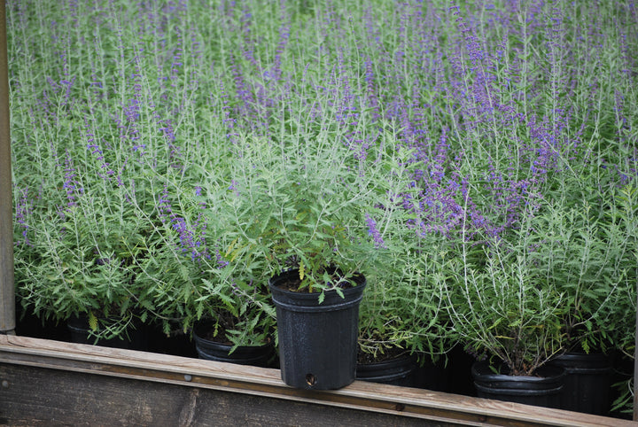 Perovskia atriplicifolia (Russian Sage)