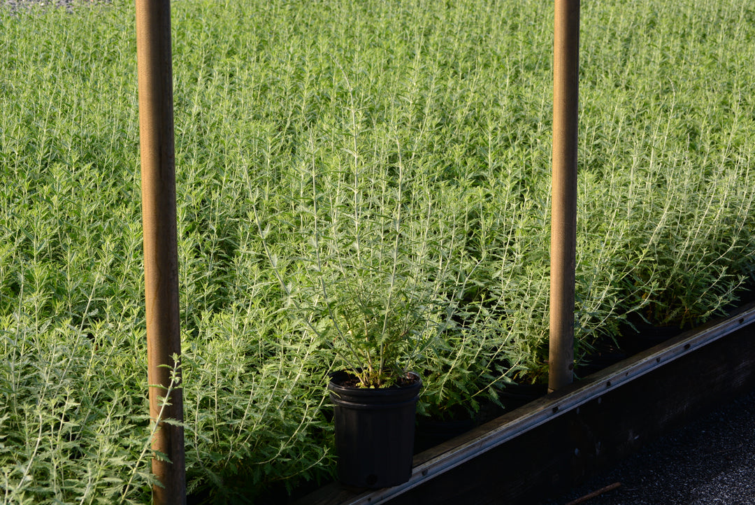 Perovskia atriplicifolia (Russian Sage)