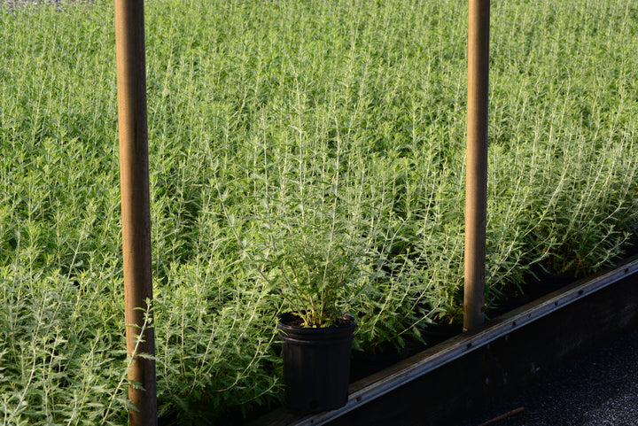 Perovskia atriplicifolia (Russian Sage)