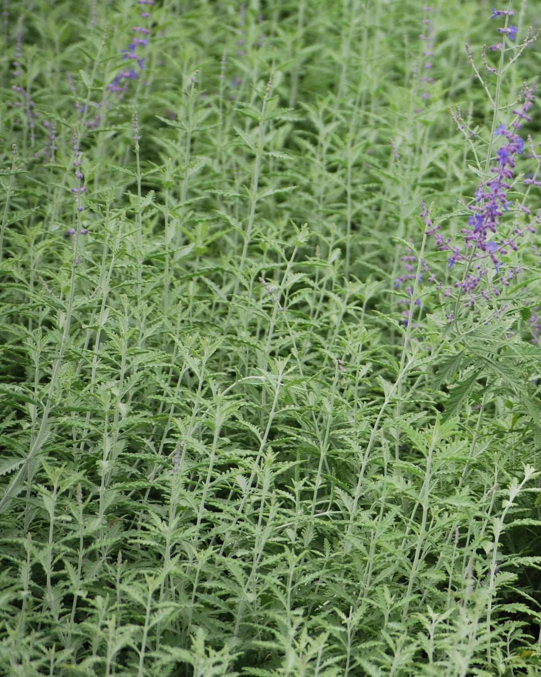 Perovskia atriplicifolia (Russian Sage)