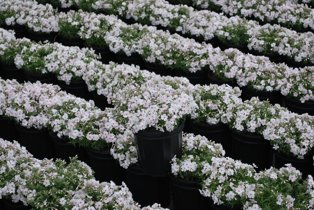 Phlox subulata 'Amazing Grace' (Moss Pinks)