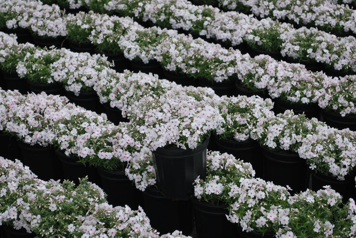 Phlox subulata 'Amazing Grace' (Moss Pinks)