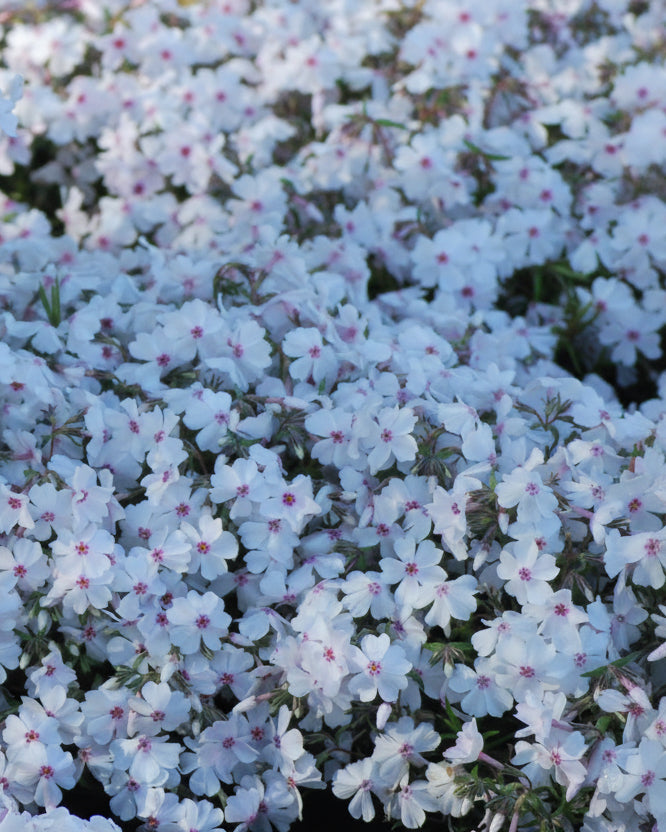 Phlox subulata 'Amazing Grace' (Moss Pinks)