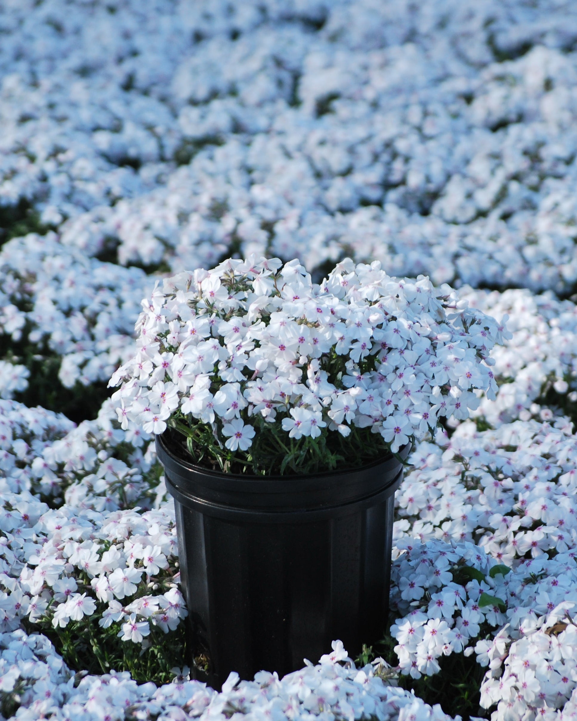 Phlox subulata 'Amazing Grace' (Moss Pinks) – Perennial Farm