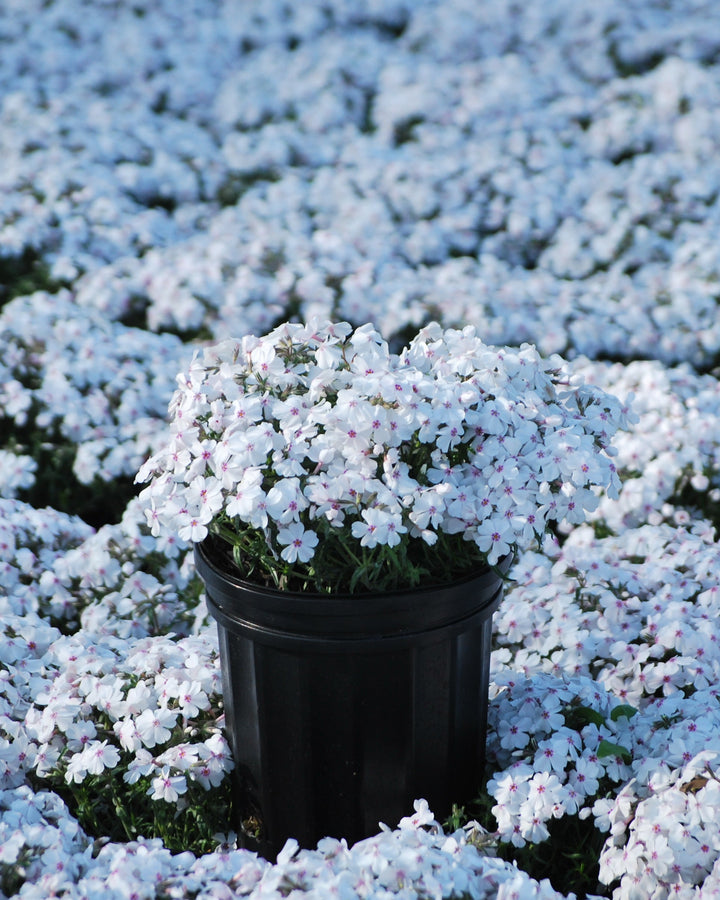 Phlox subulata 'Amazing Grace' (Moss Pinks)