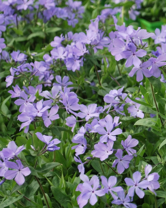 Phlox divaricata 'Blue Moon' (Woodland Phlox)