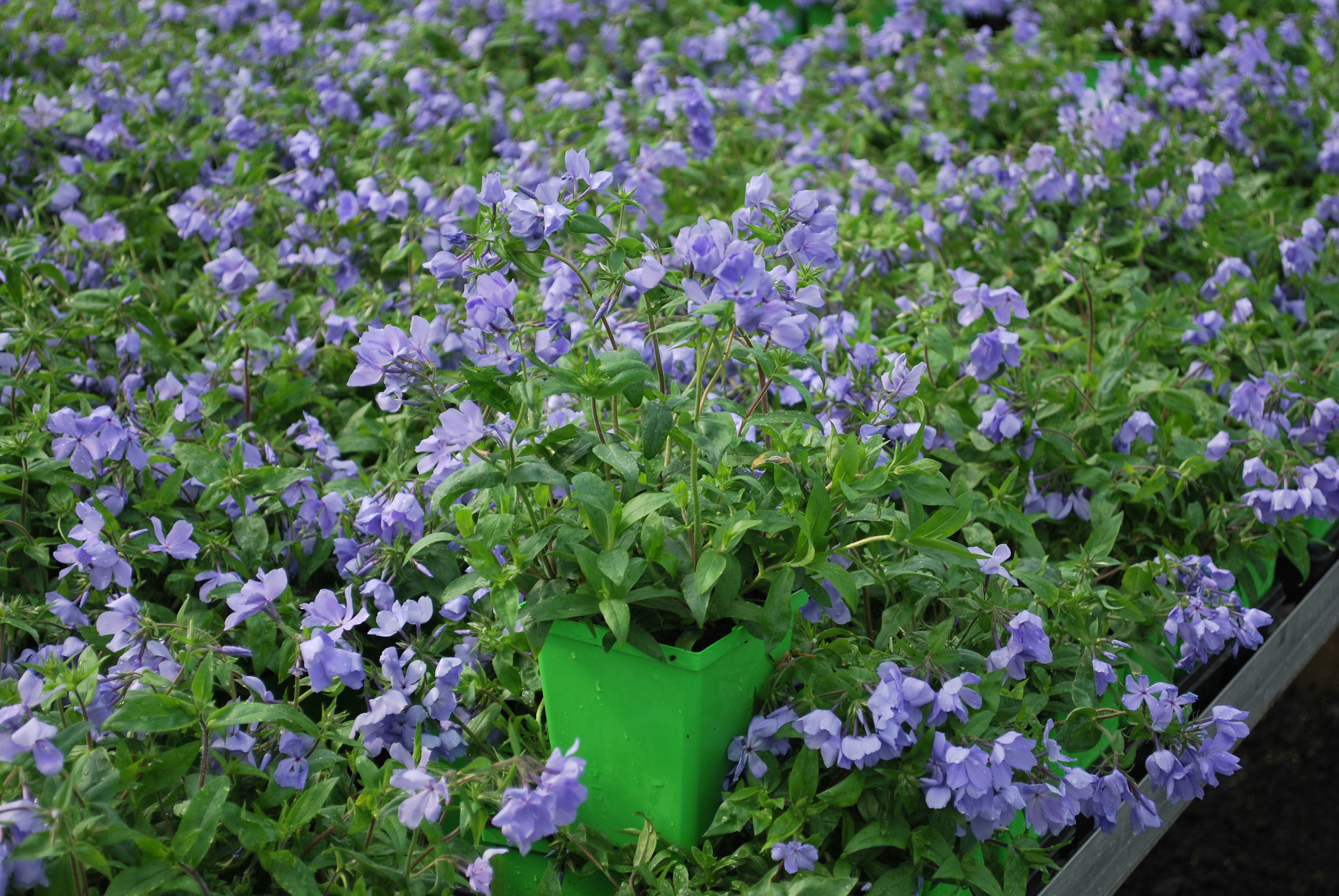 Phlox divaricata 'Blue Moon' (Woodland Phlox) – Perennial Farm