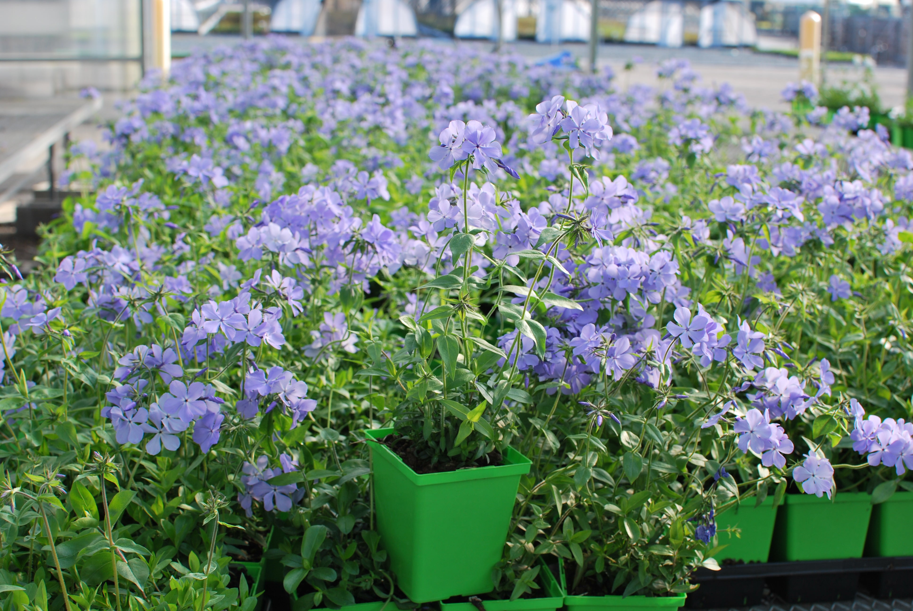 Phlox divaricata 'Blue Moon' (Woodland Phlox) – Perennial Farm