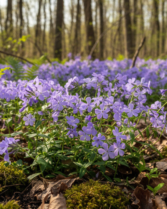 Phlox divaricata 'Blue Moon' (Woodland Phlox)