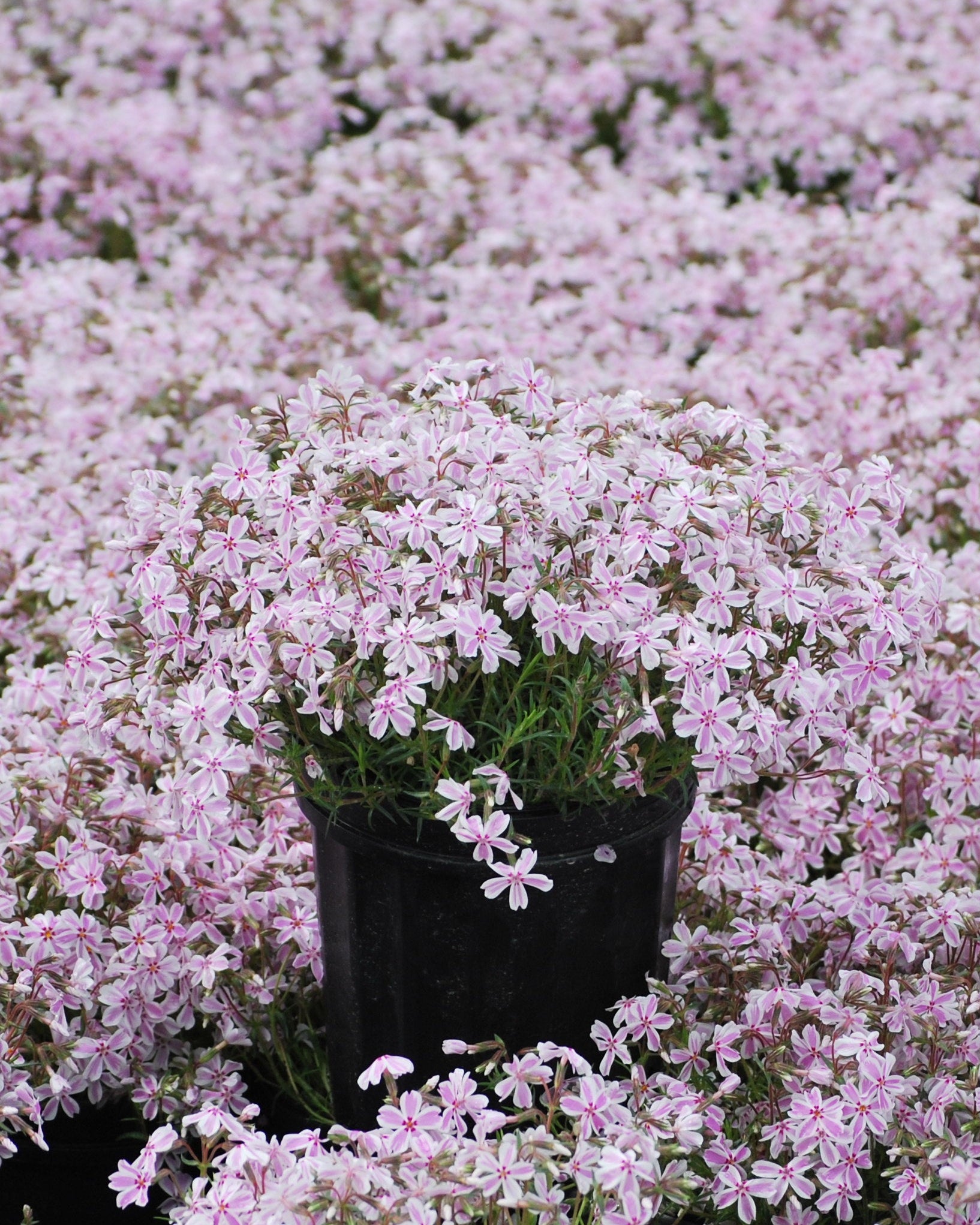 Phlox subulata 'Candy Stripes' (Moss Pinks) – Perennial Farm