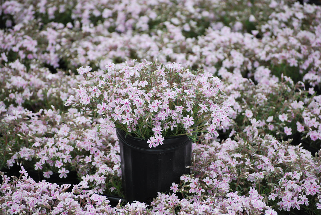 Phlox subulata 'Candy Stripes' (Moss Pinks)