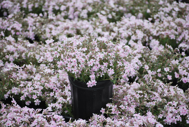 Phlox subulata 'Candy Stripes' (Moss Pinks)