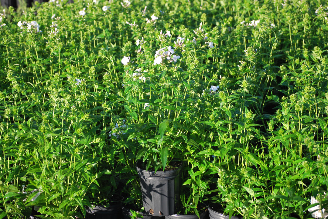 Phlox x Earlibeauty 'Daughter of Pearl' (Phlox)
