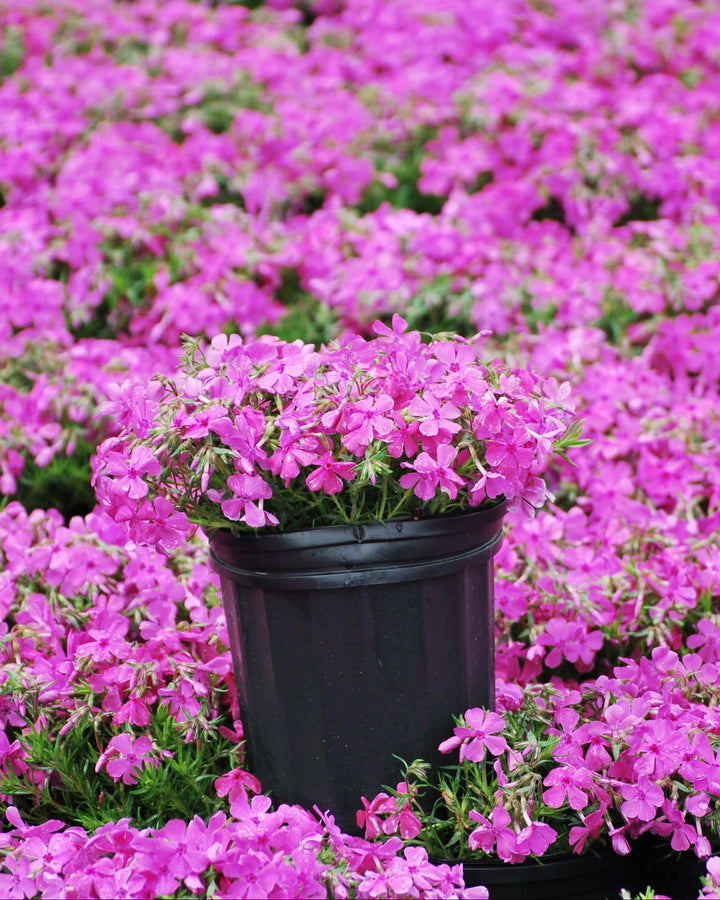 Phlox subulata 'Drummond's Pink' (Moss Pinks)