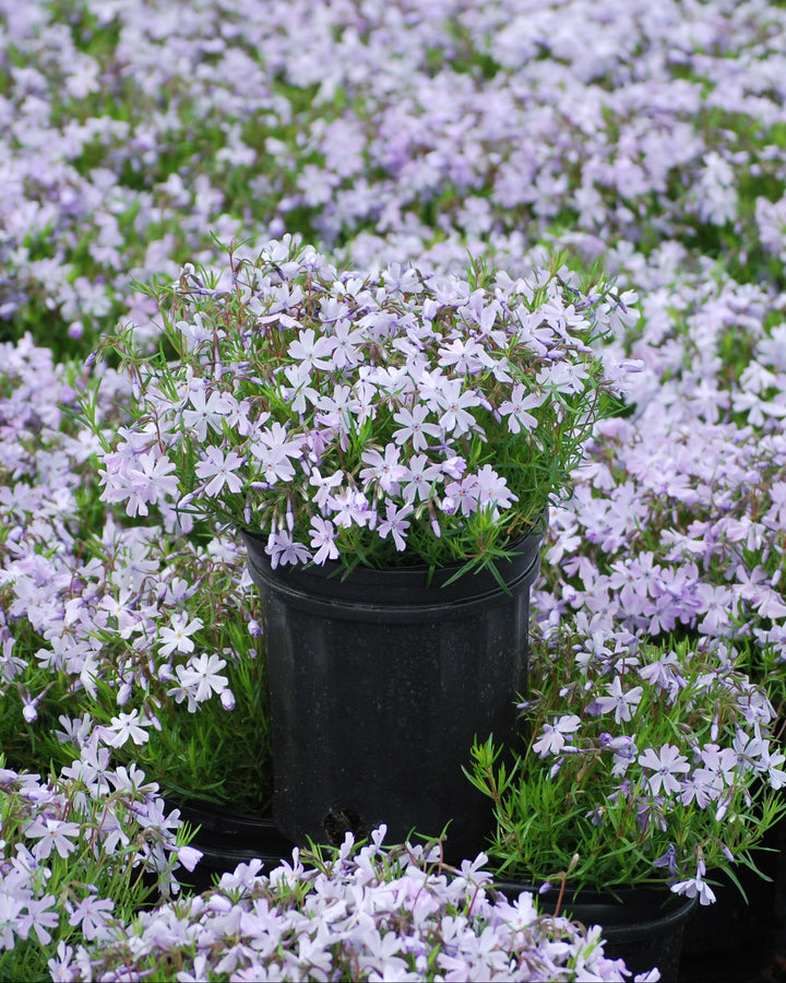 Phlox subulata 'Emerald Blue' (Moss Pinks)
