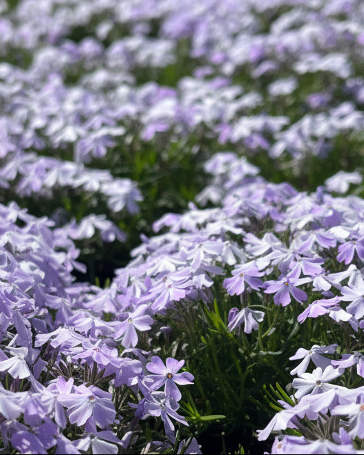 Phlox subulata 'Emerald Blue' (Moss Pinks)