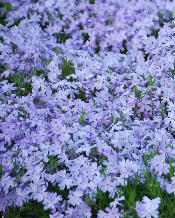 Phlox subulata 'Emerald Blue' (Moss Pinks)
