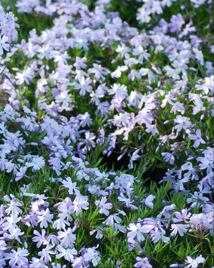 Phlox subulata 'Emerald Blue' (Moss Pinks)