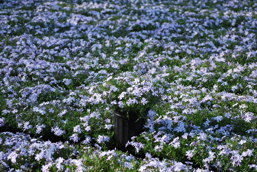 Phlox subulata 'Emerald Blue' (Moss Pinks)