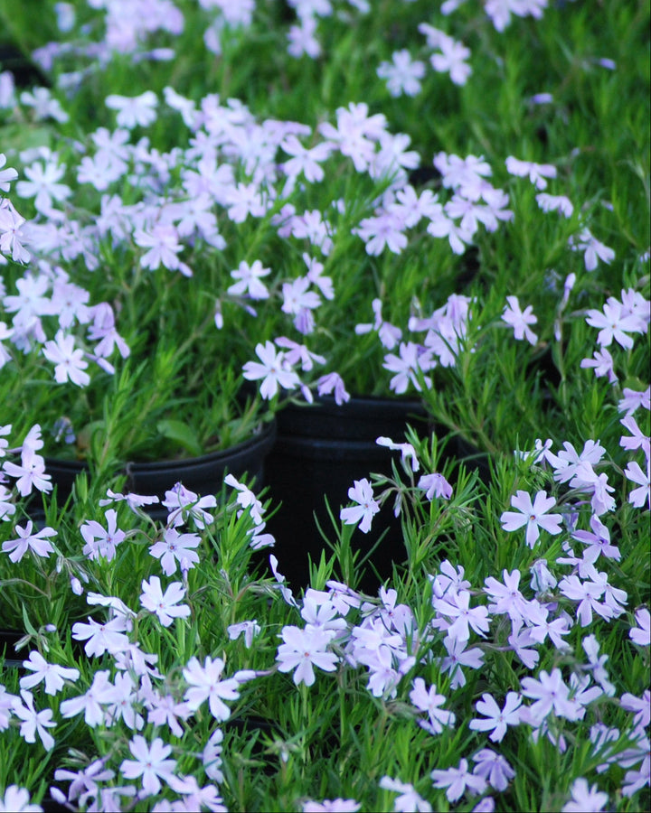 Phlox subulata 'Emerald Blue' (Moss Pinks)
