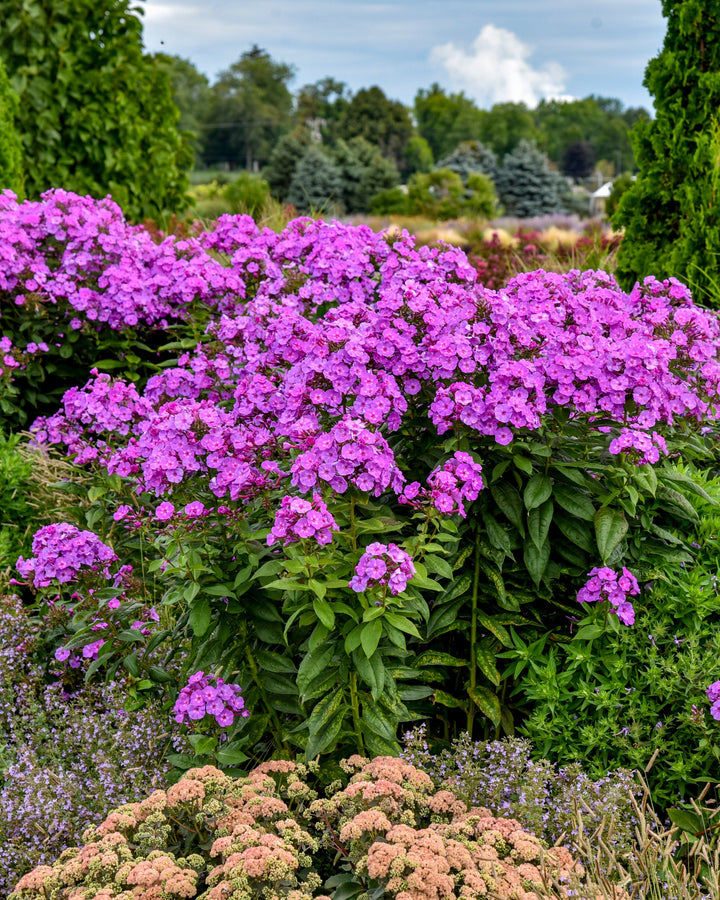 Phlox p. Luminary® ‘Evening Glow’ (Summer Phlox)
