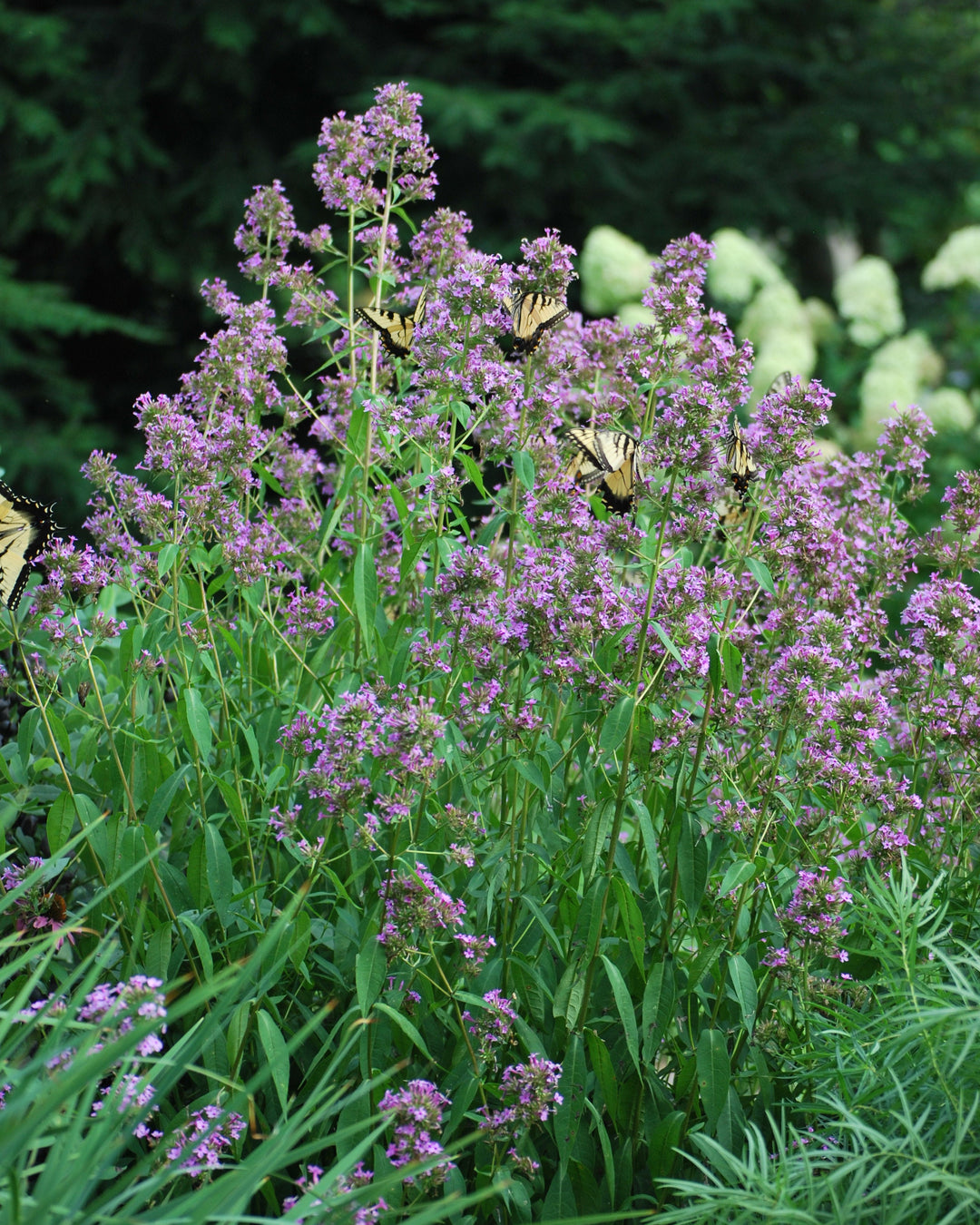 Phlox paniculata 'Jeana' (Summer Phlox)