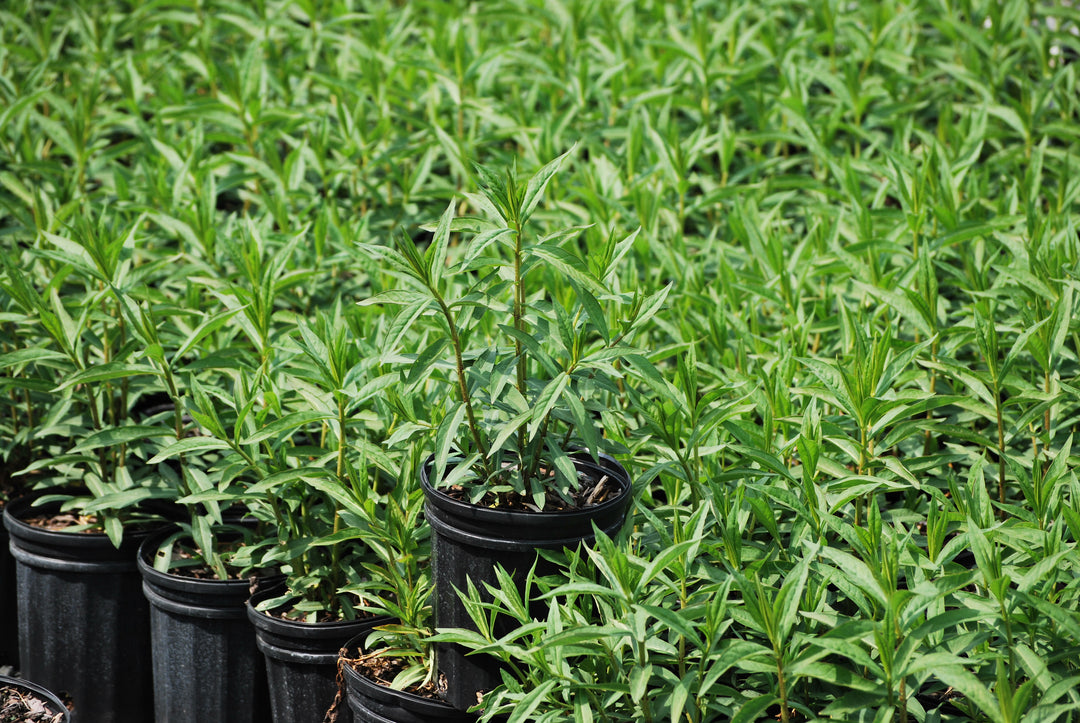 Phlox paniculata 'Jeana' (Summer Phlox)