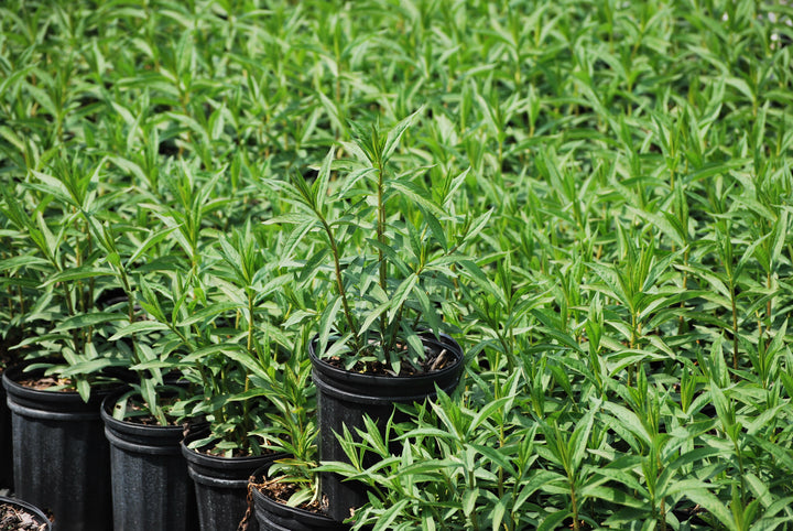 Phlox paniculata 'Jeana' (Summer Phlox)