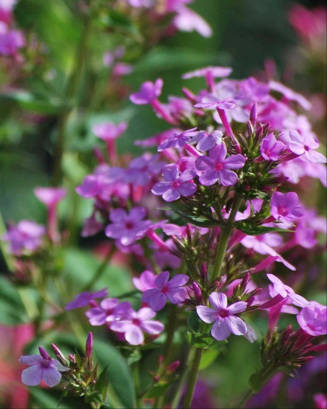Phlox paniculata 'Jeana' (Summer Phlox)
