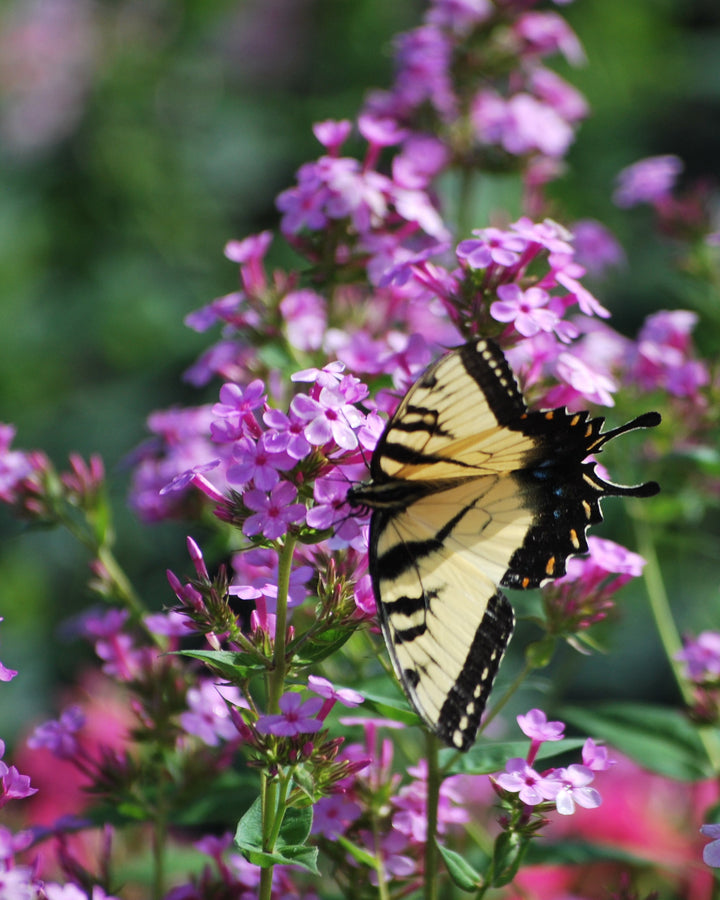 Phlox paniculata 'Jeana' (Summer Phlox)