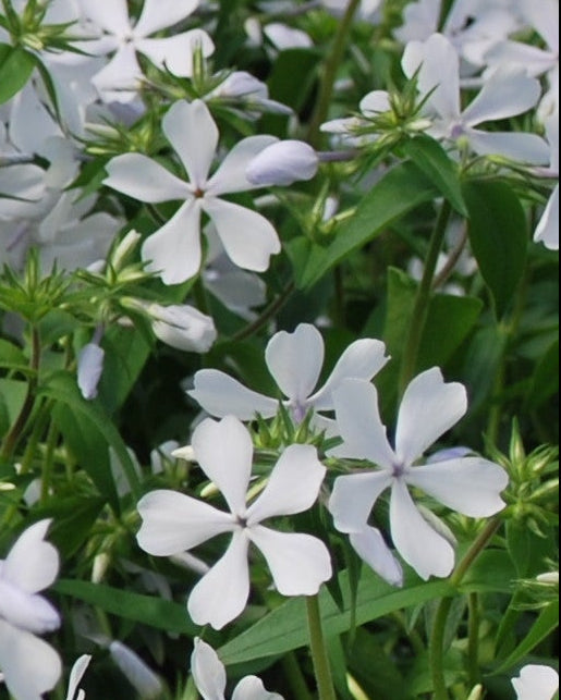 Phlox divaricata 'May Breeze' (Woodland Phlox)