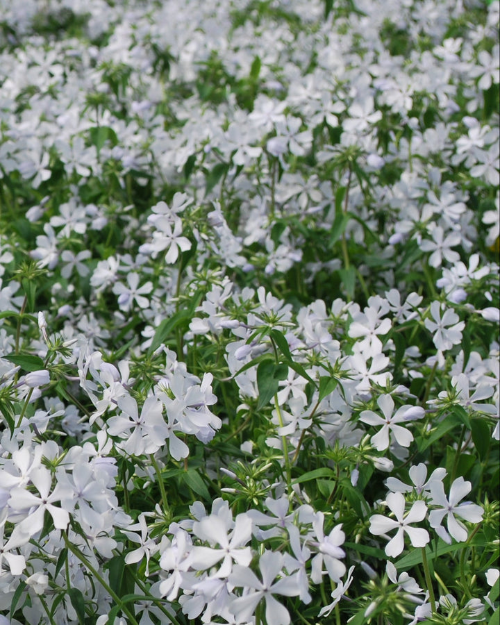 Phlox divaricata 'May Breeze' (Woodland Phlox)