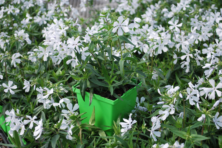 Phlox divaricata 'May Breeze' (Woodland Phlox)
