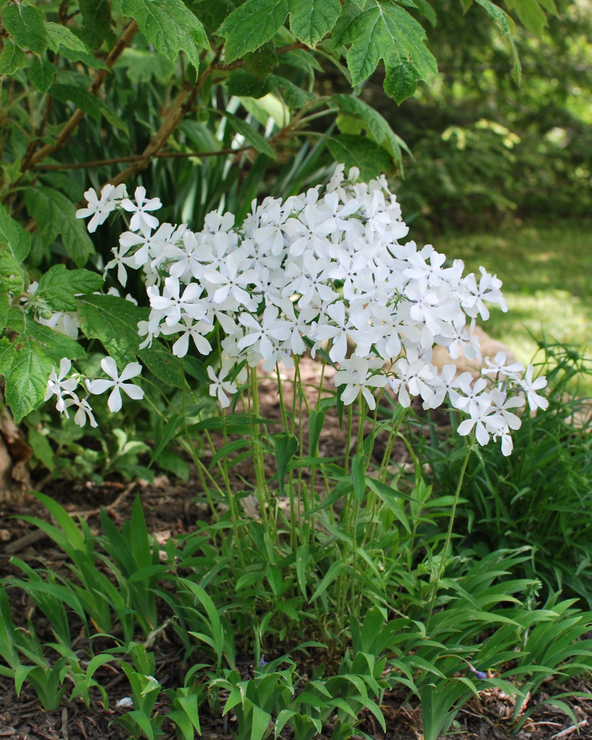 Phlox divaricata 'May Breeze' (Woodland Phlox) – Perennial Farm