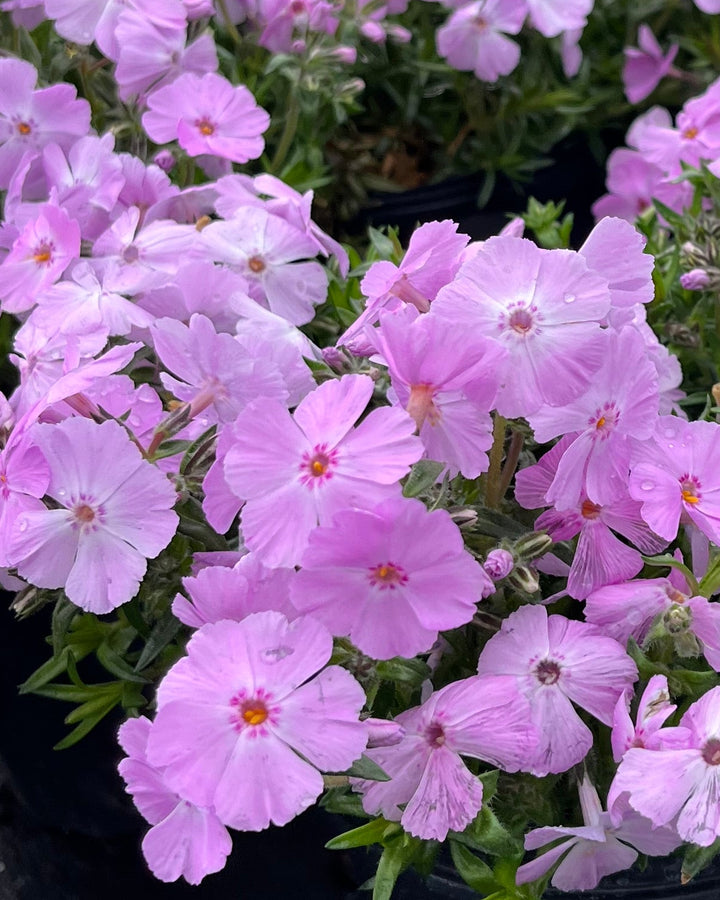 Phlox subulata Phlox Trot™ Pink (Moss Phlox)